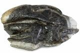 Eocene Fossil Crab (Pulalius) Cheliped - Washington State #375375-1